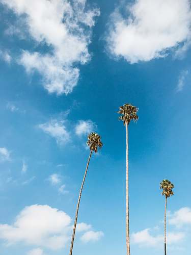 blue three green palm trees under blue sky 505s s windsor blvd